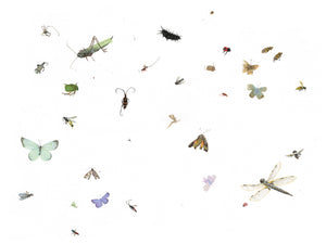 Temporarily out of stock Mette Hellenes: Insekter. Plakat, signert